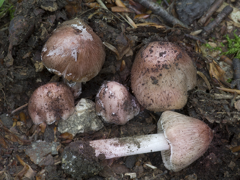 Inocybe adaequata